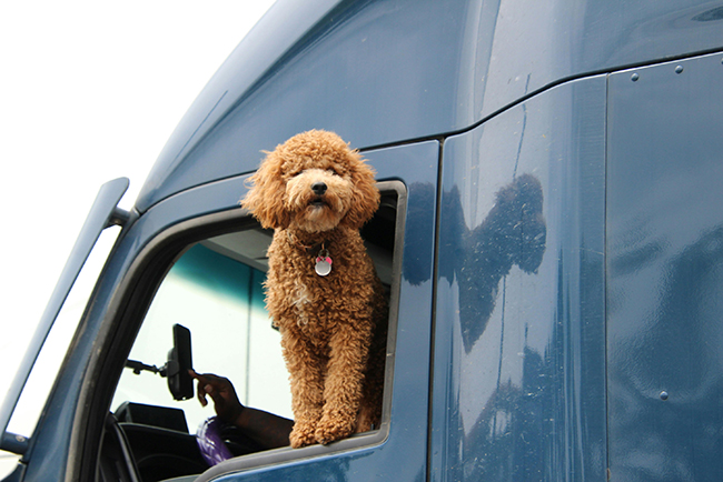 Explore CDL-A truck driver jobs with Buchanan Hauling and Rigging, Inc.